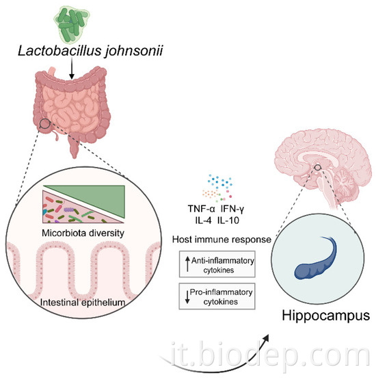 Lactobacillus Johnsonii3 lactobacillus johnsonii3
